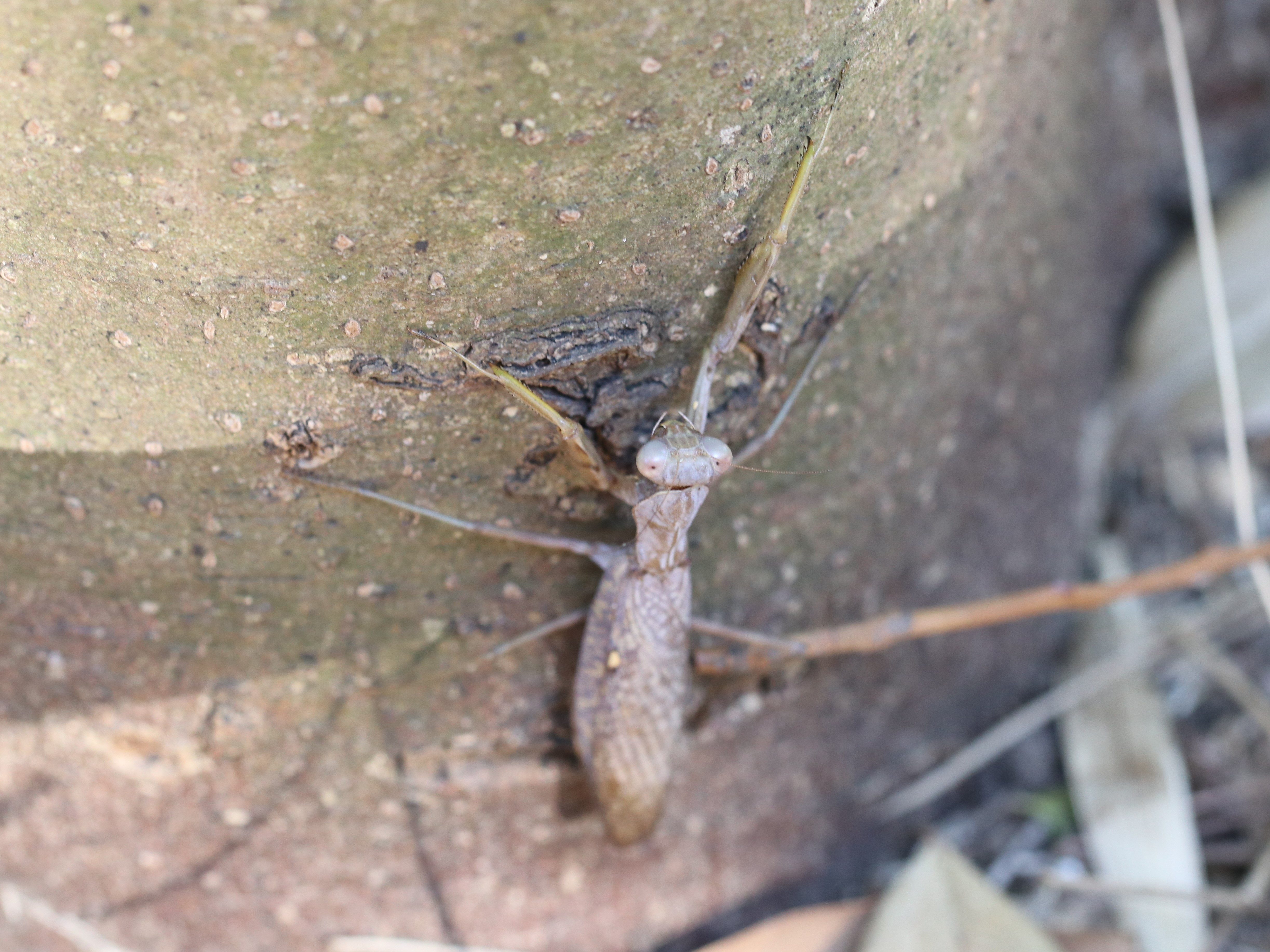 ハラビロカマキリ5